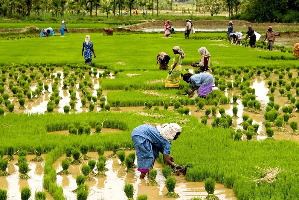 Farmers transplanting rice in Kuttanad