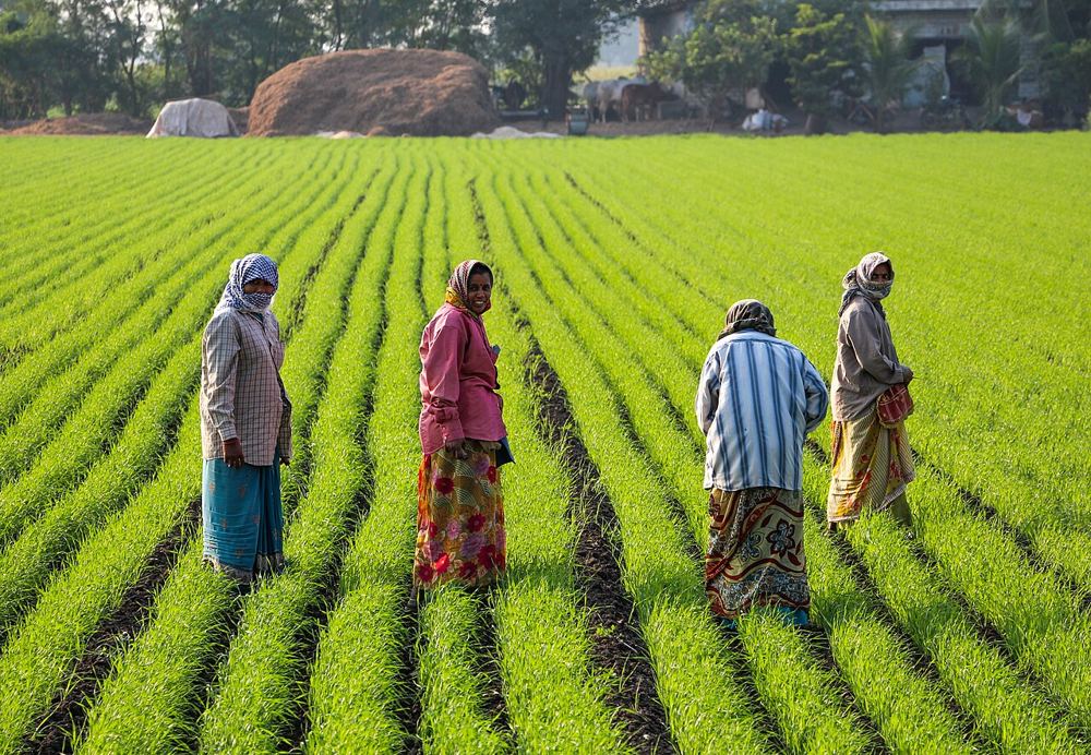 Women farmers working in a green field, Gujarat