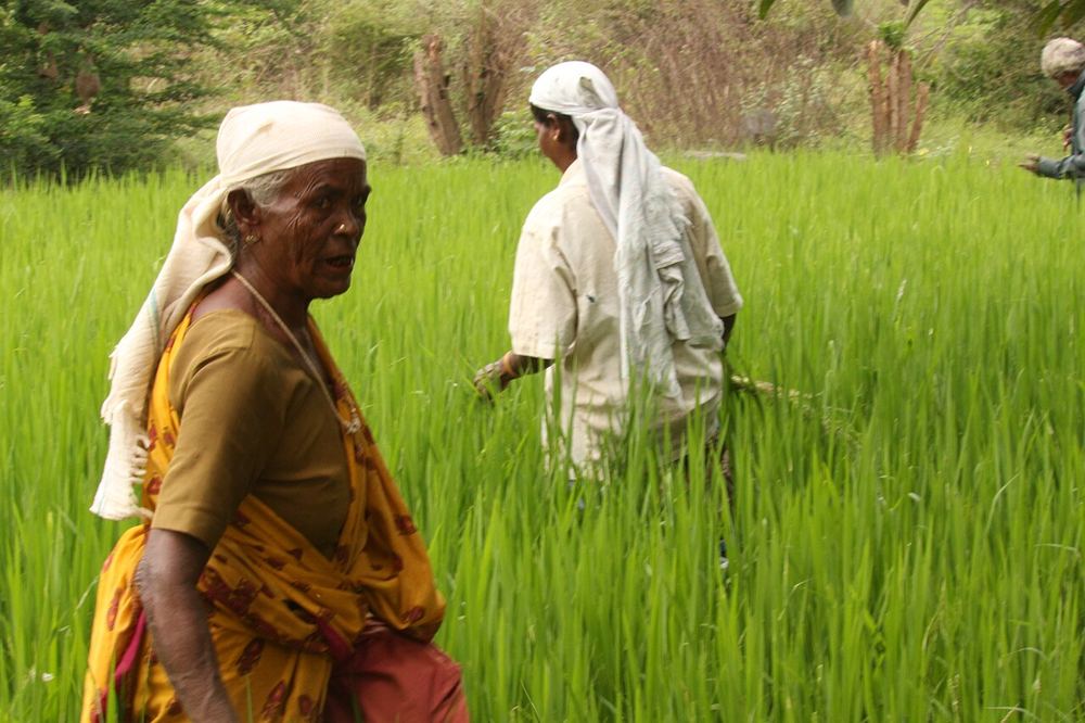 Women farmers in a paddy field